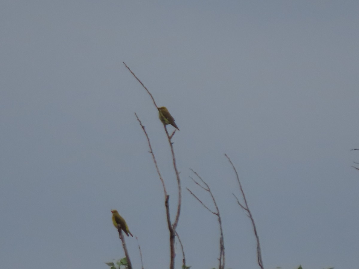 Eurasian Golden Oriole - Doug Kibbe