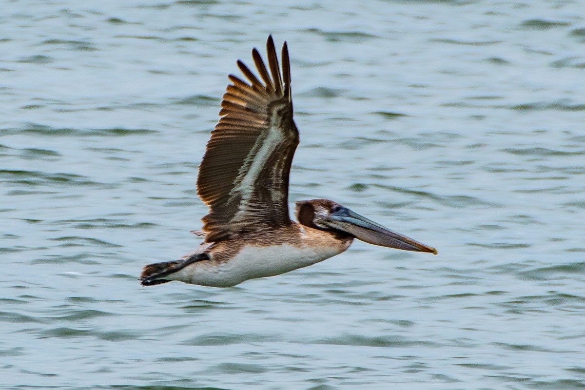 Brown Pelican - ML619573113