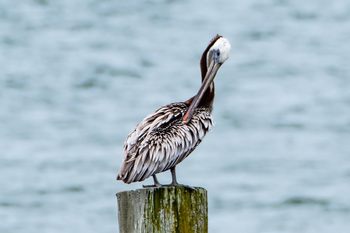 Brown Pelican - Brandon Lloyd