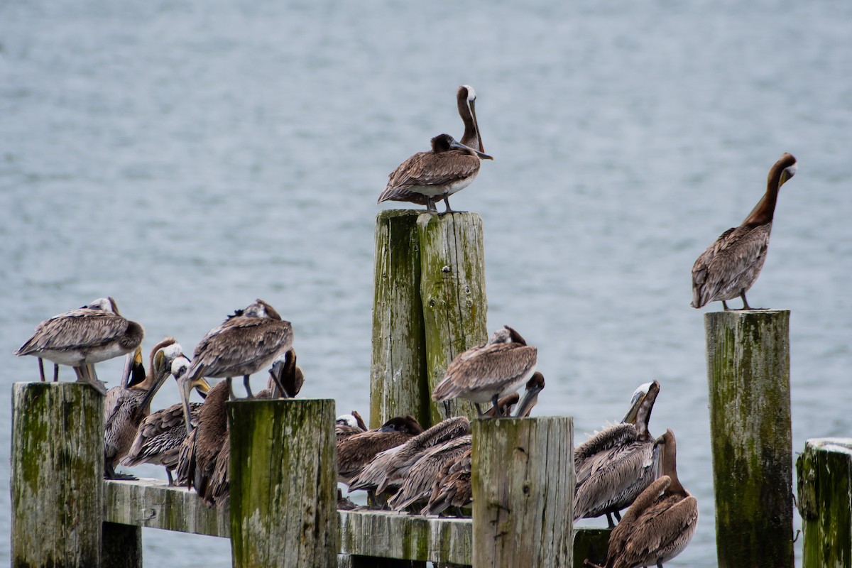 Brown Pelican - Brandon Lloyd