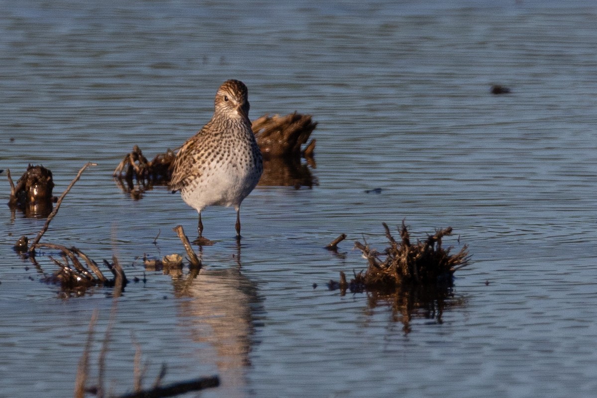 White-rumped Sandpiper - Anonymous