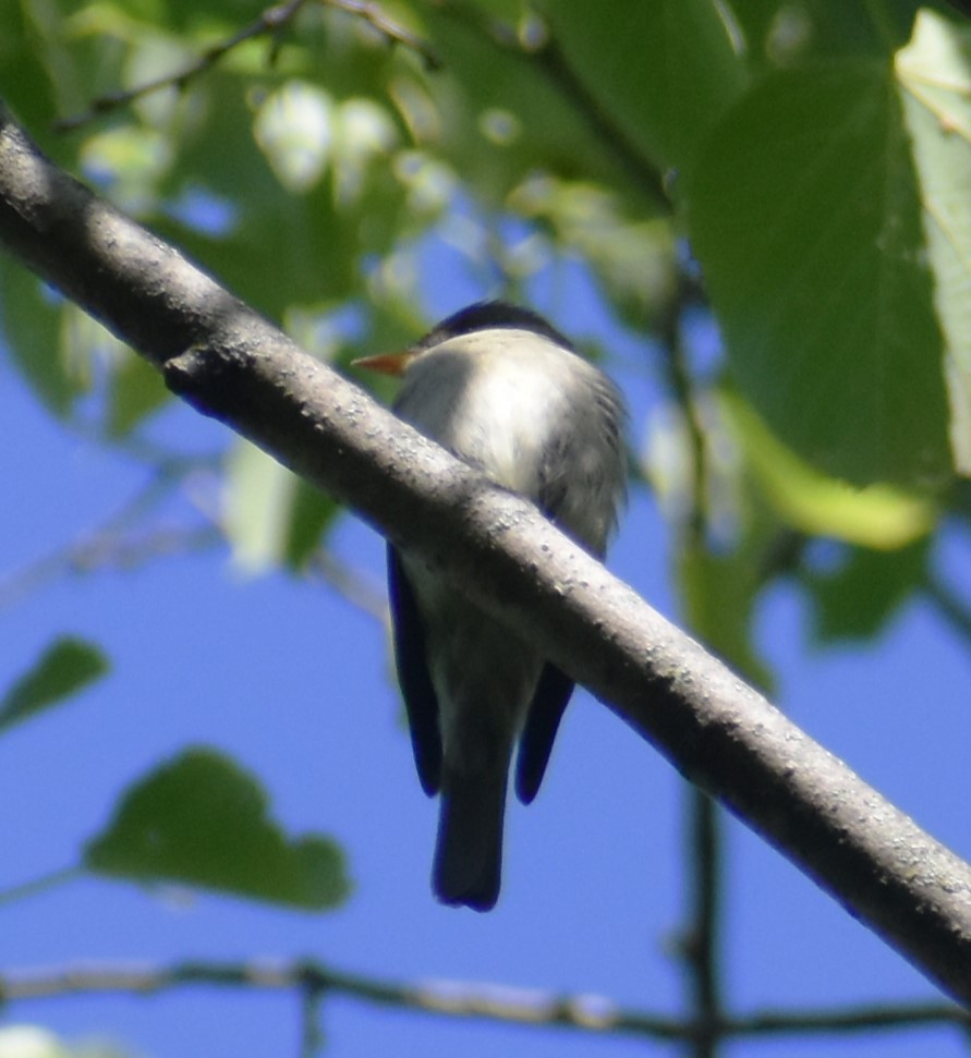 Eastern Wood-Pewee - Luis Munoz