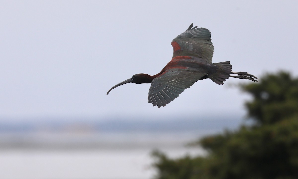 Glossy Ibis - Ben Barkley