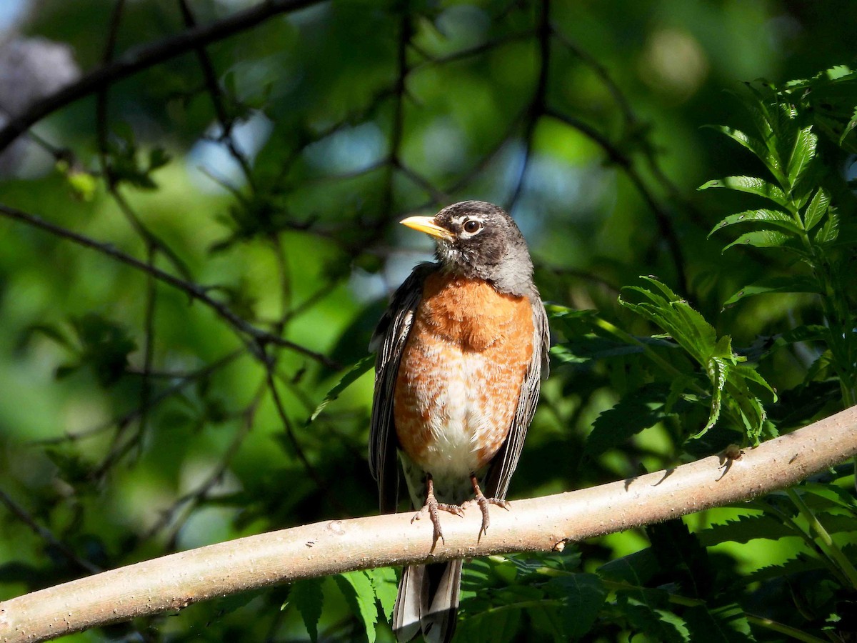 American Robin - ML619573130