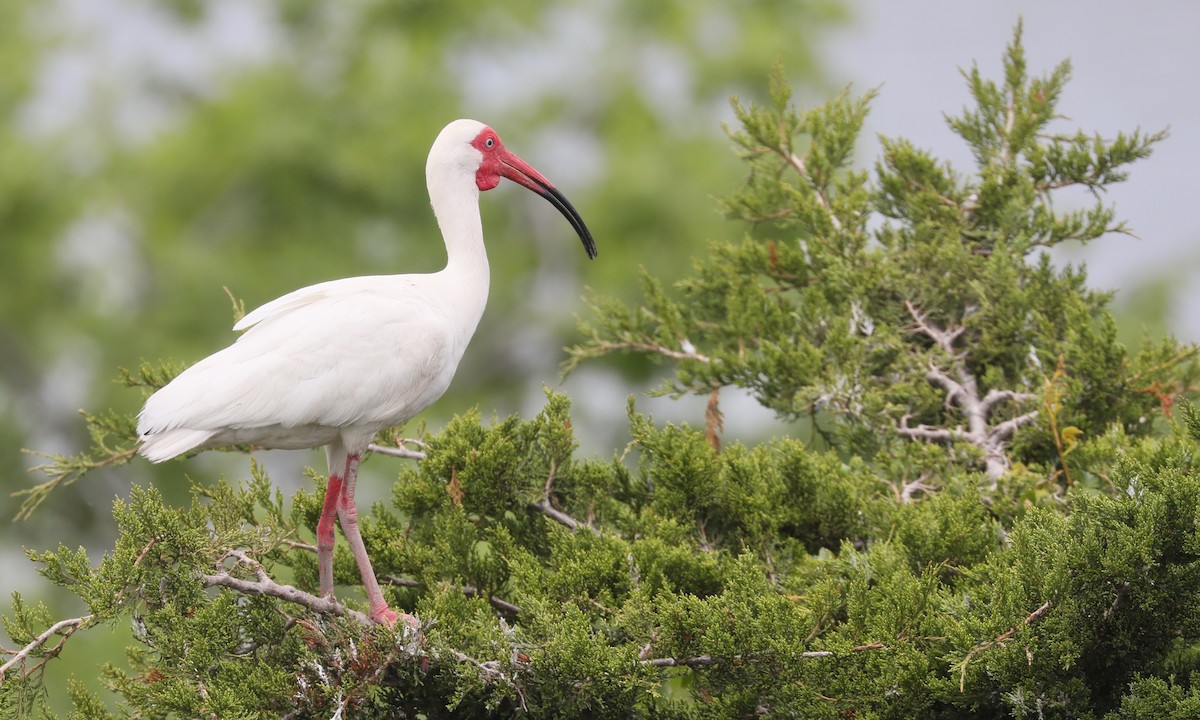 White Ibis - Ben Barkley