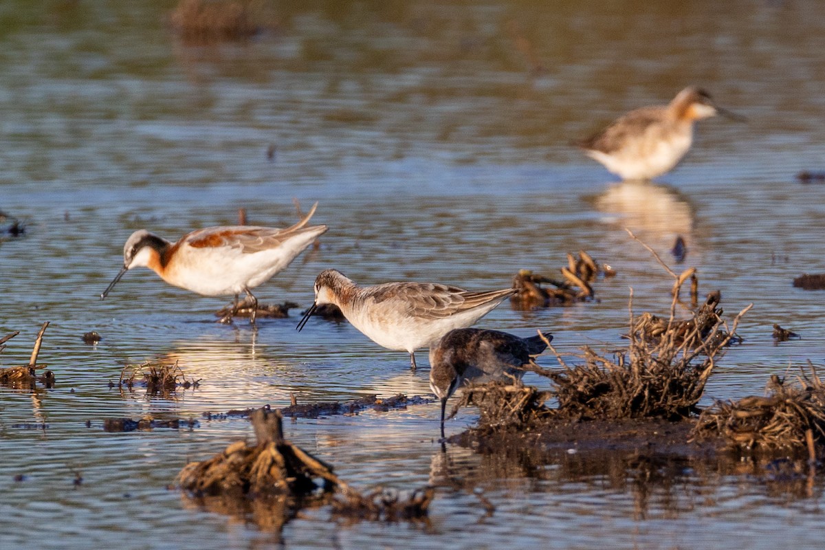 Wilson's Phalarope - Anonymous