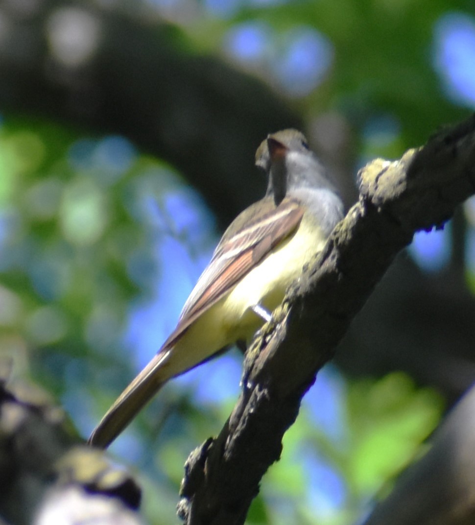 Great Crested Flycatcher - Luis Munoz