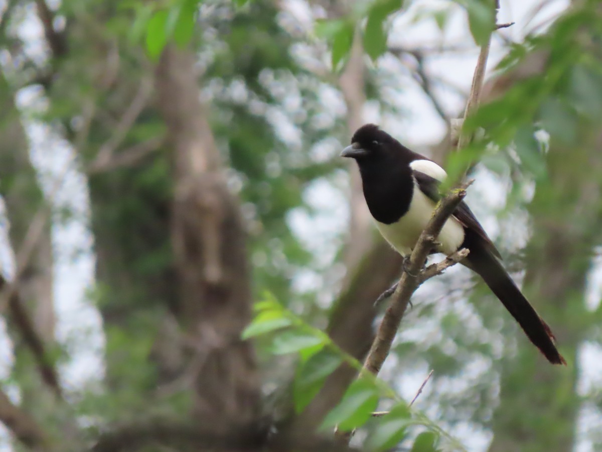 Eurasian Magpie - Doug Kibbe