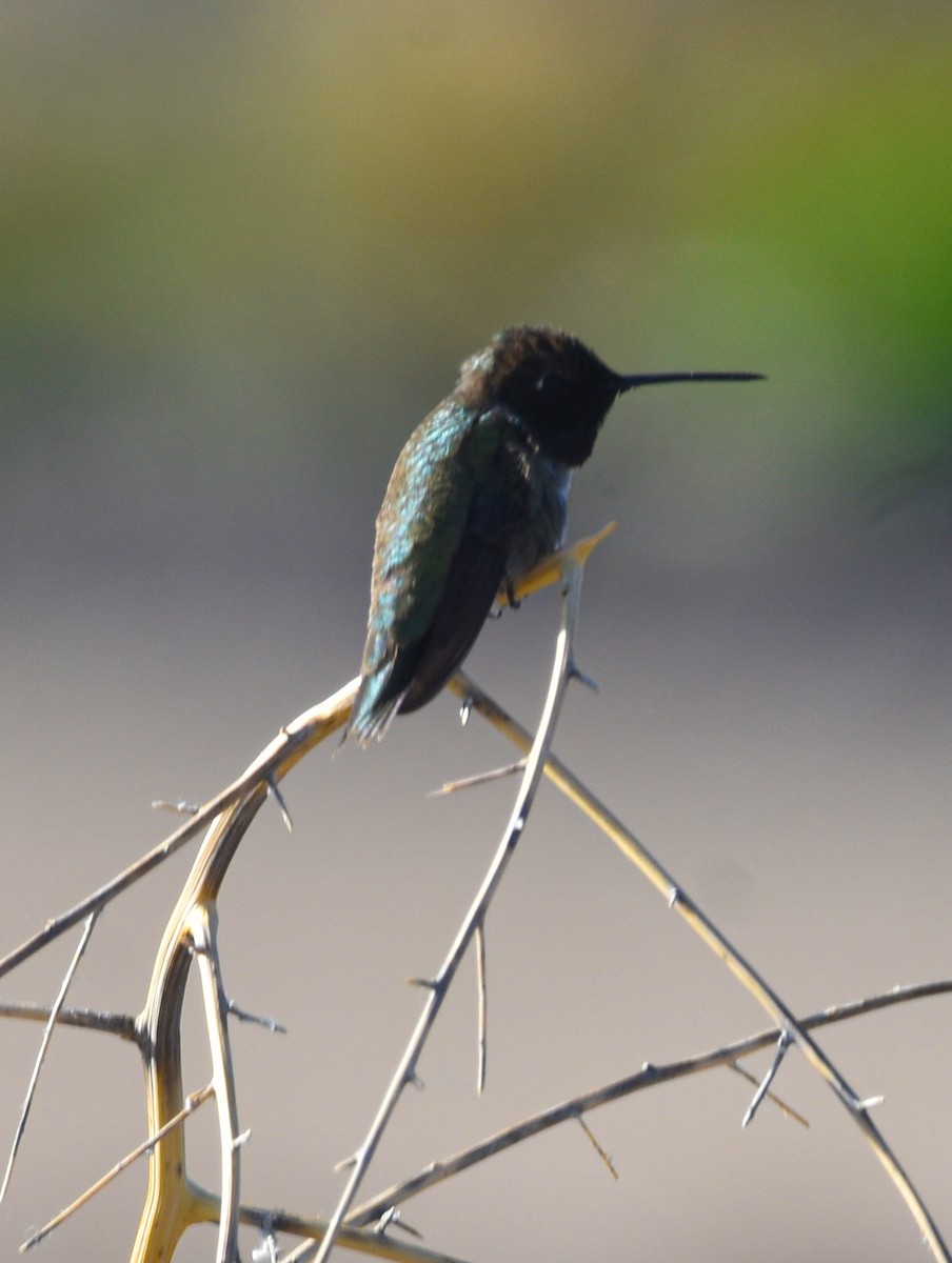 Black-chinned Hummingbird - ML619573143