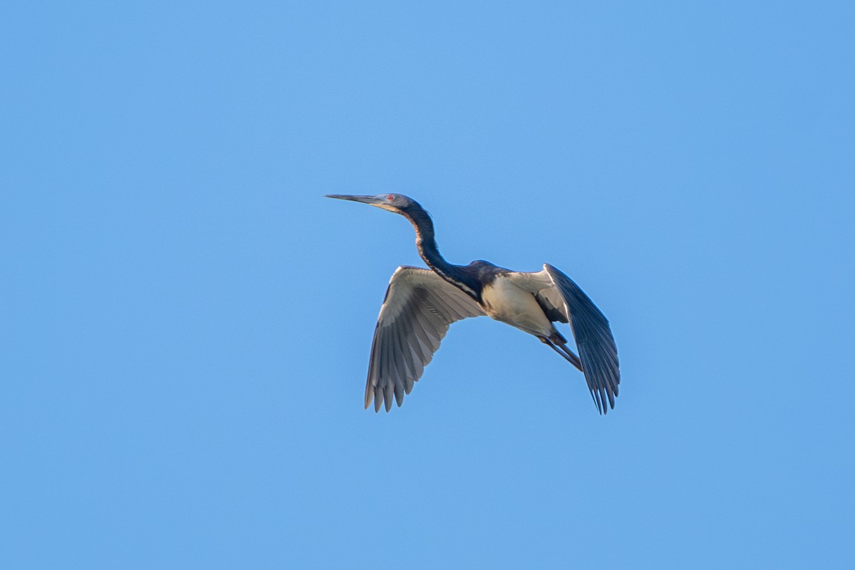 Tricolored Heron - ML619573147