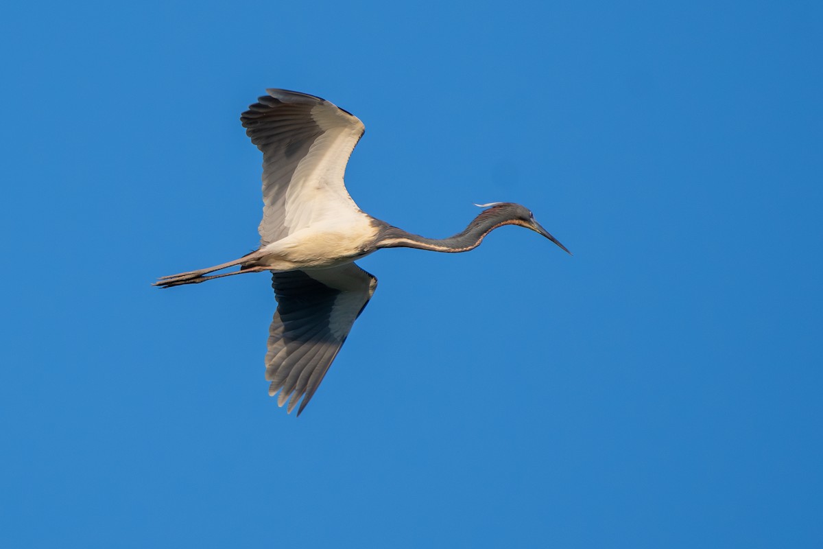 Tricolored Heron - ML619573156