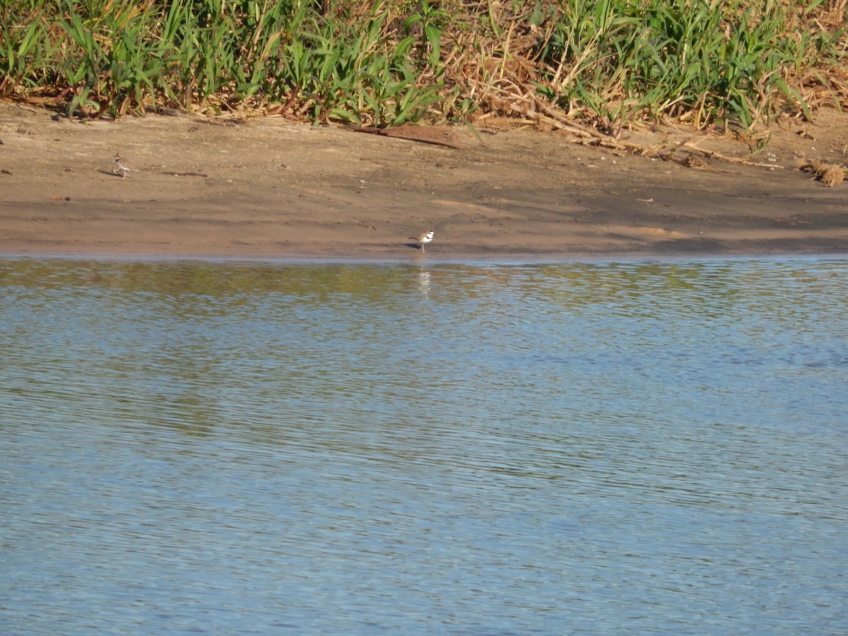 Collared Plover - Fabiana Santos de Oliveira