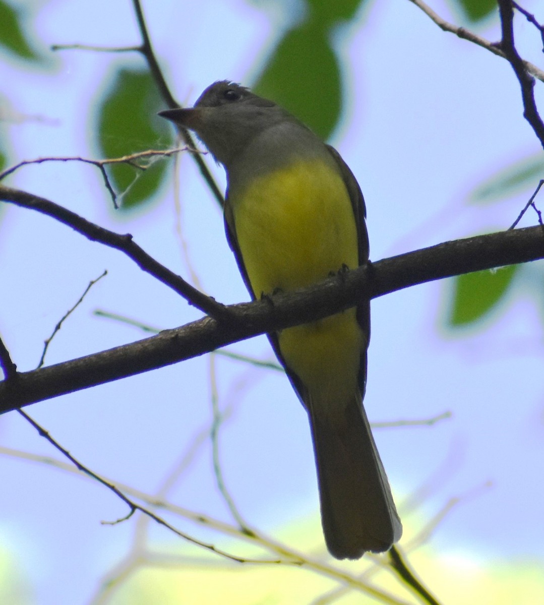 Great Crested Flycatcher - Luis Munoz