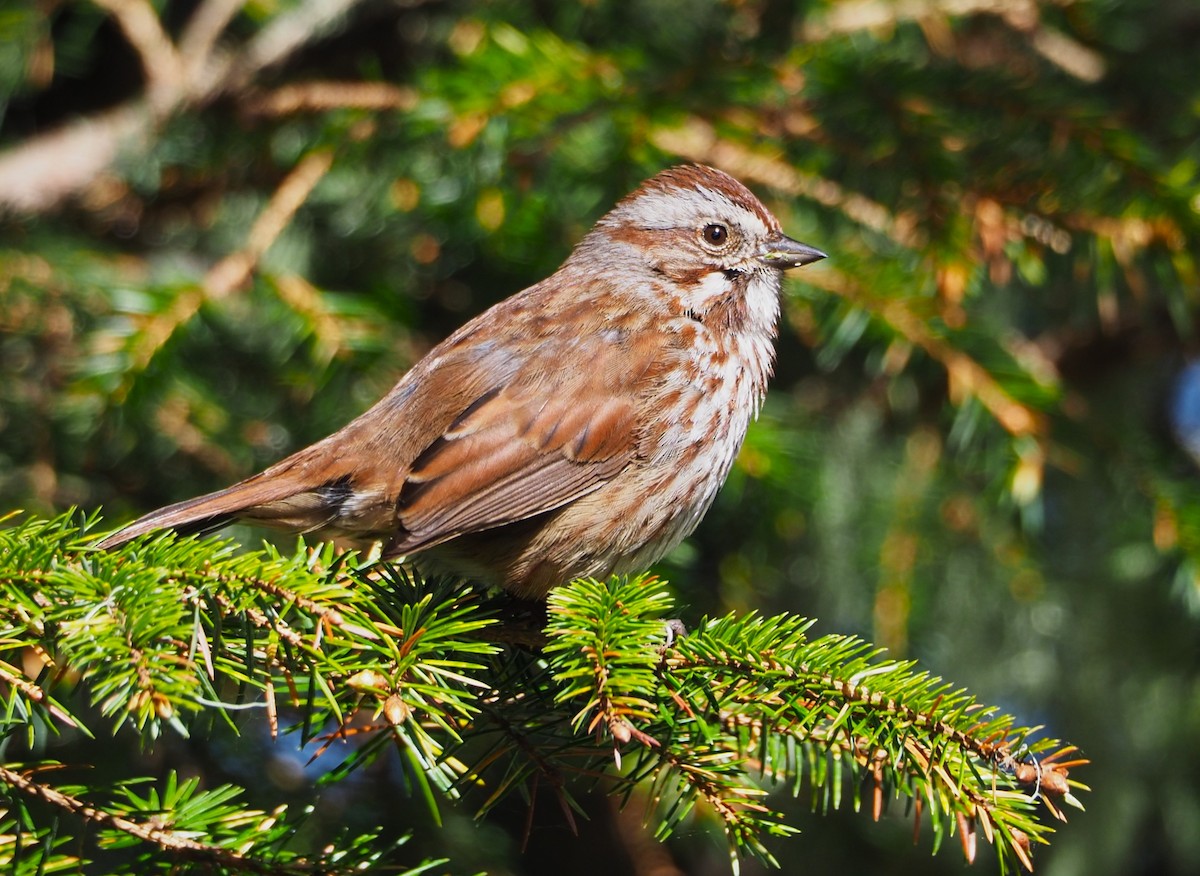 Song Sparrow - Dick Cartwright