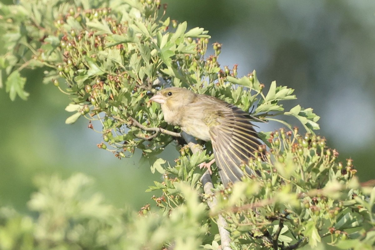 European Greenfinch - Tyler Atkinson