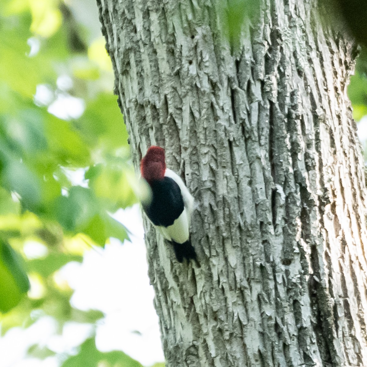 Red-headed Woodpecker - Lynn Gregg
