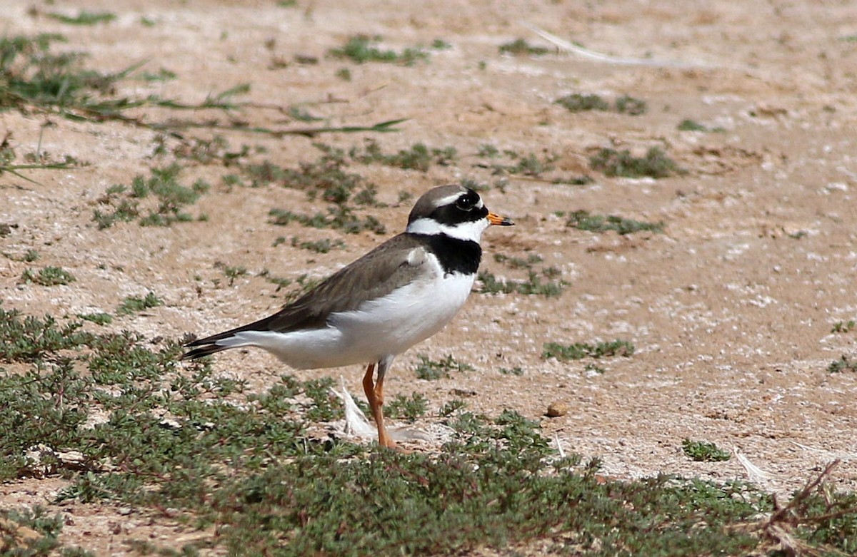 Common Ringed Plover - Miguel García