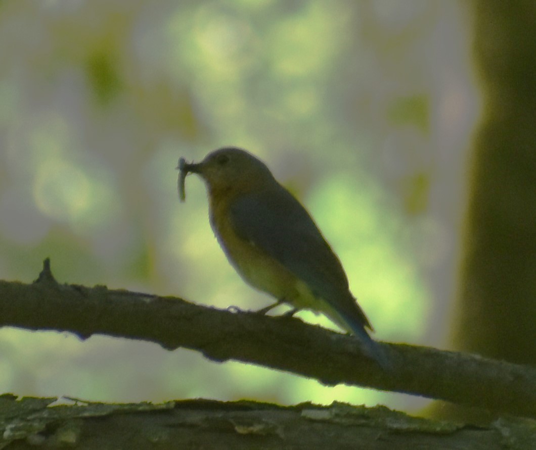 Eastern Bluebird - Luis Munoz