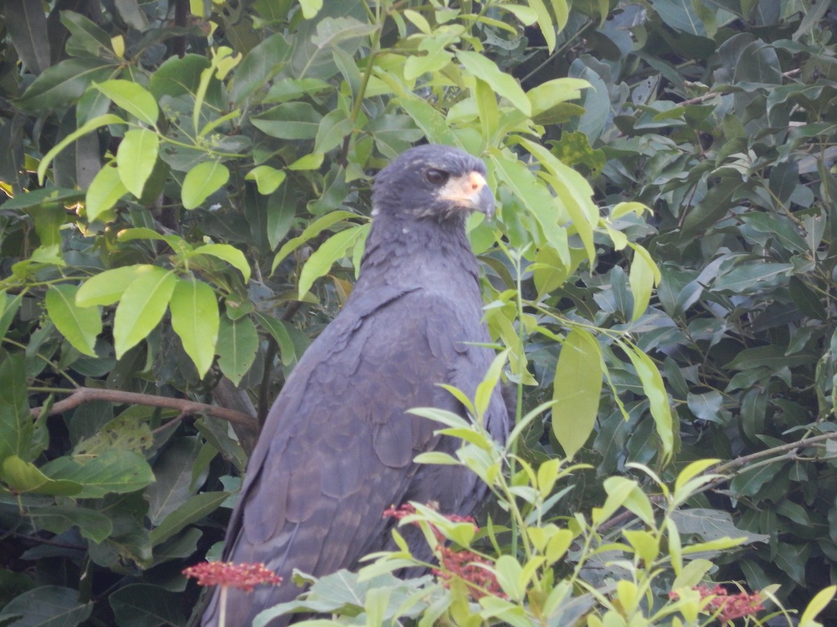 Great Black Hawk - Fabiana Santos de Oliveira