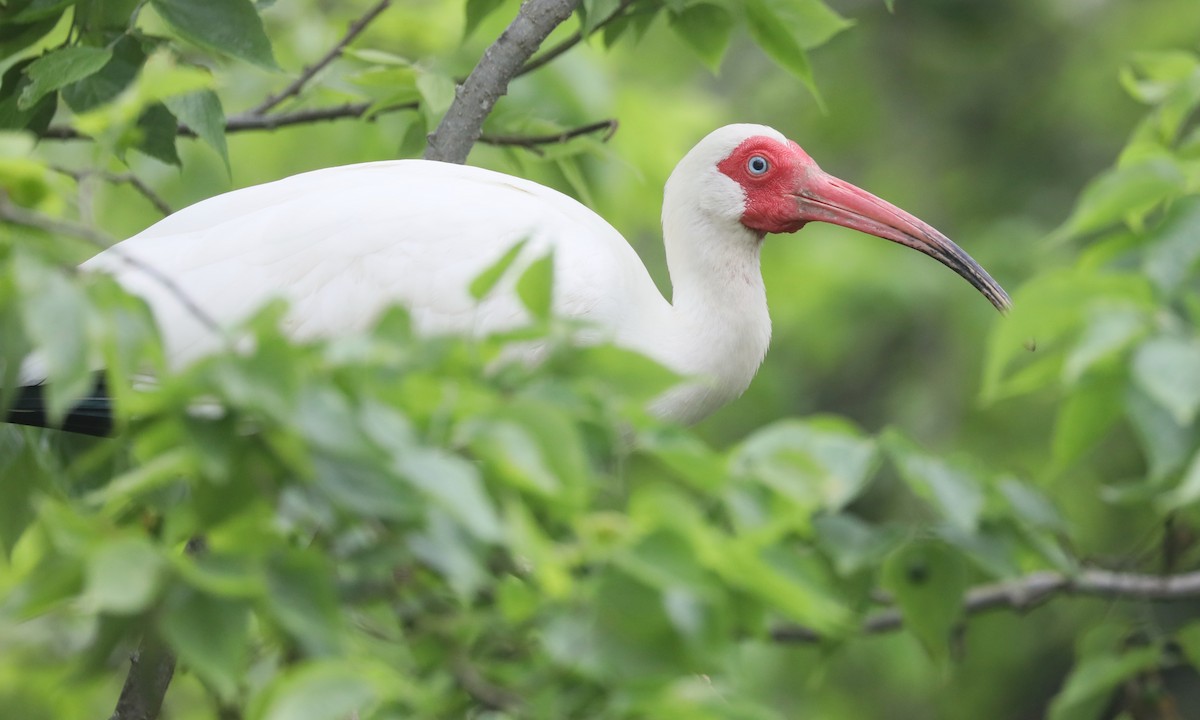 White Ibis - Ben Barkley