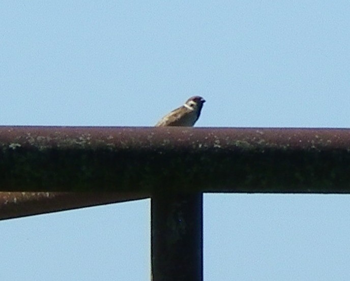 Eurasian Tree Sparrow - ML619573193