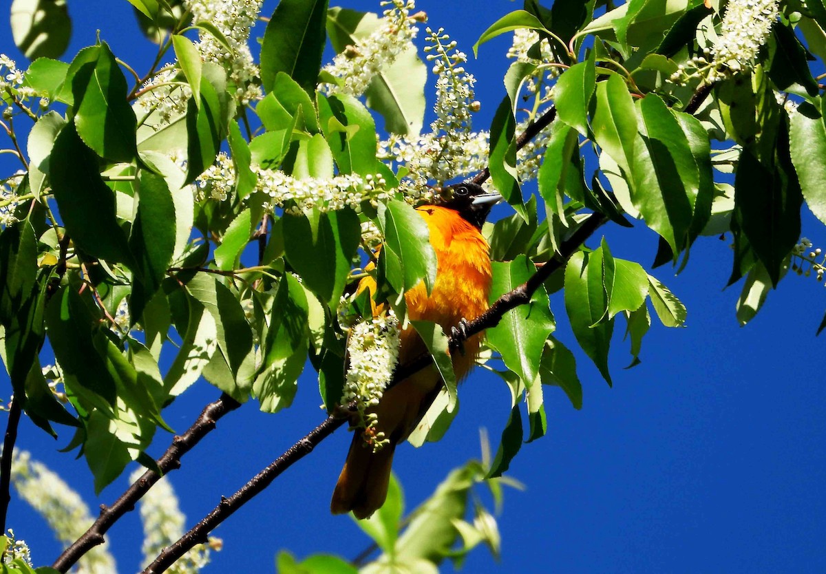 Baltimore Oriole - Marc Belliard