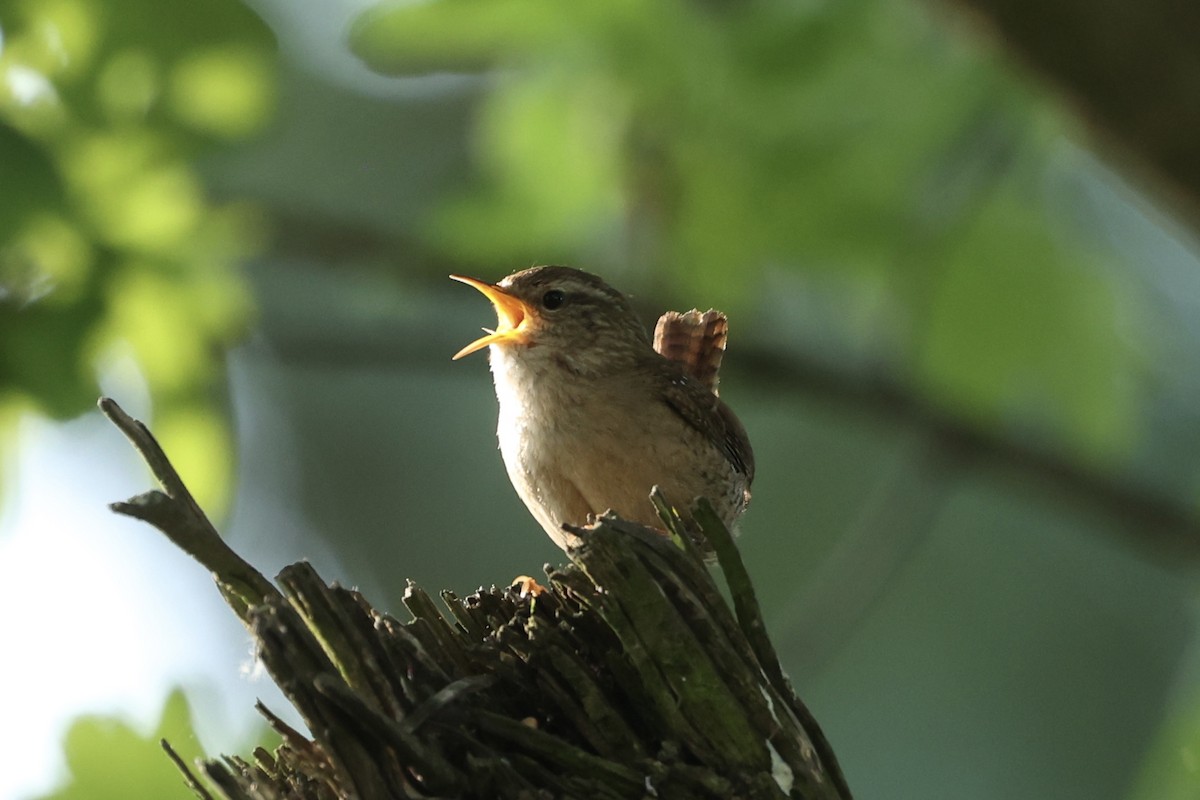 Eurasian Wren (British) - Tyler Atkinson