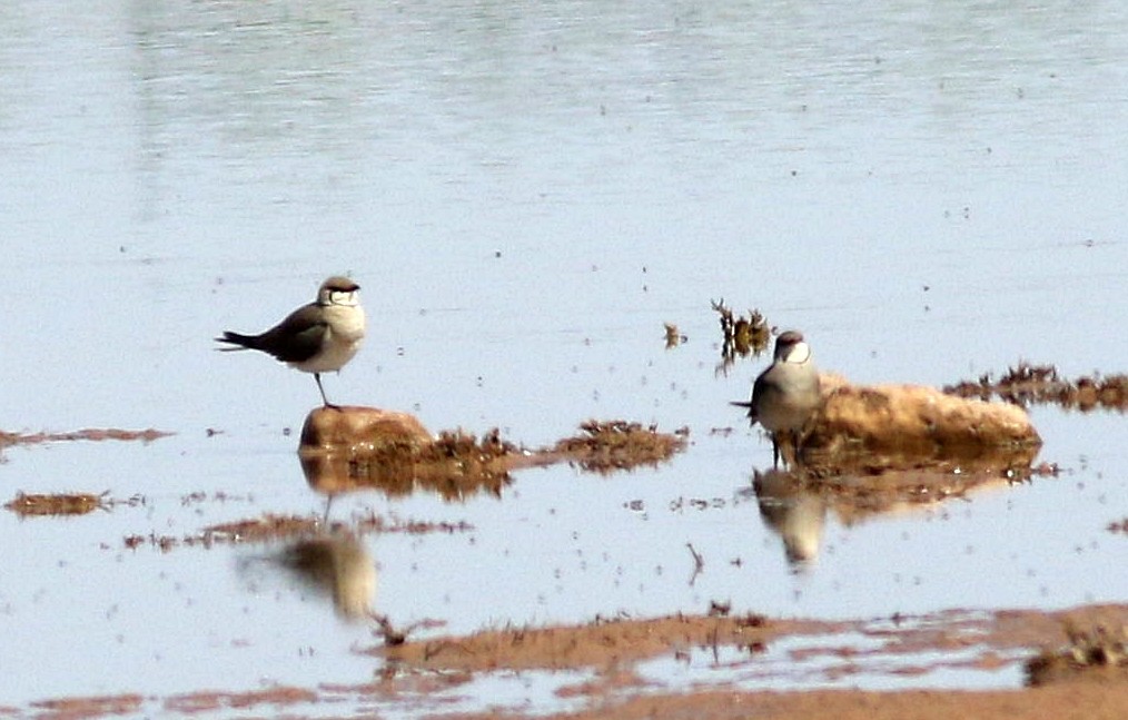 Collared Pratincole - Miguel García