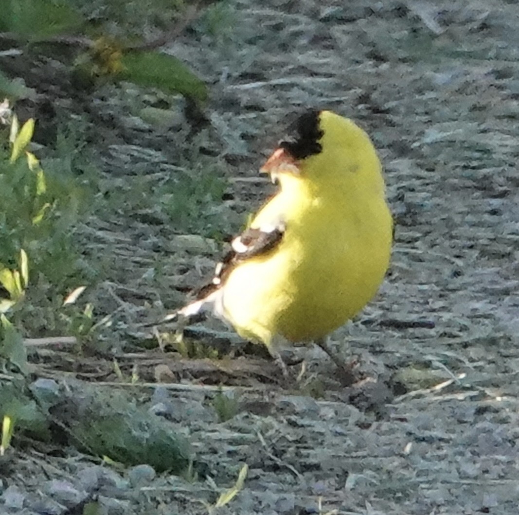 American Goldfinch - judy shimm