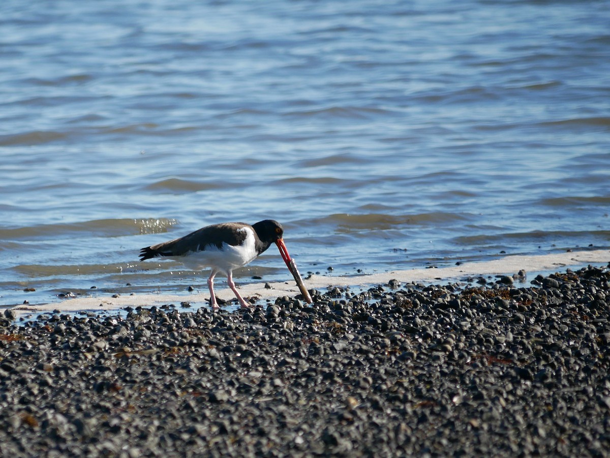 American Oystercatcher - ML619573209