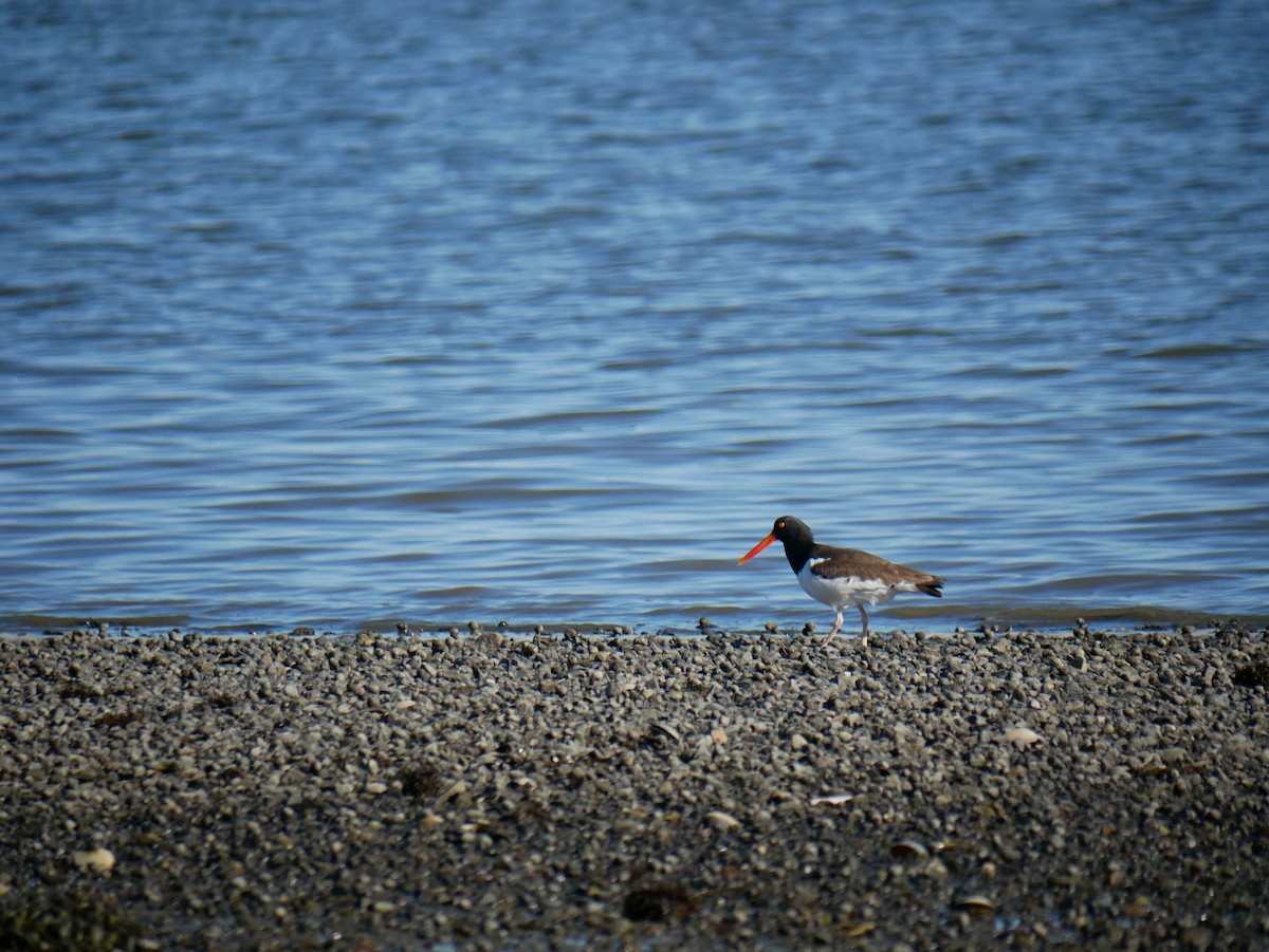 American Oystercatcher - ML619573210