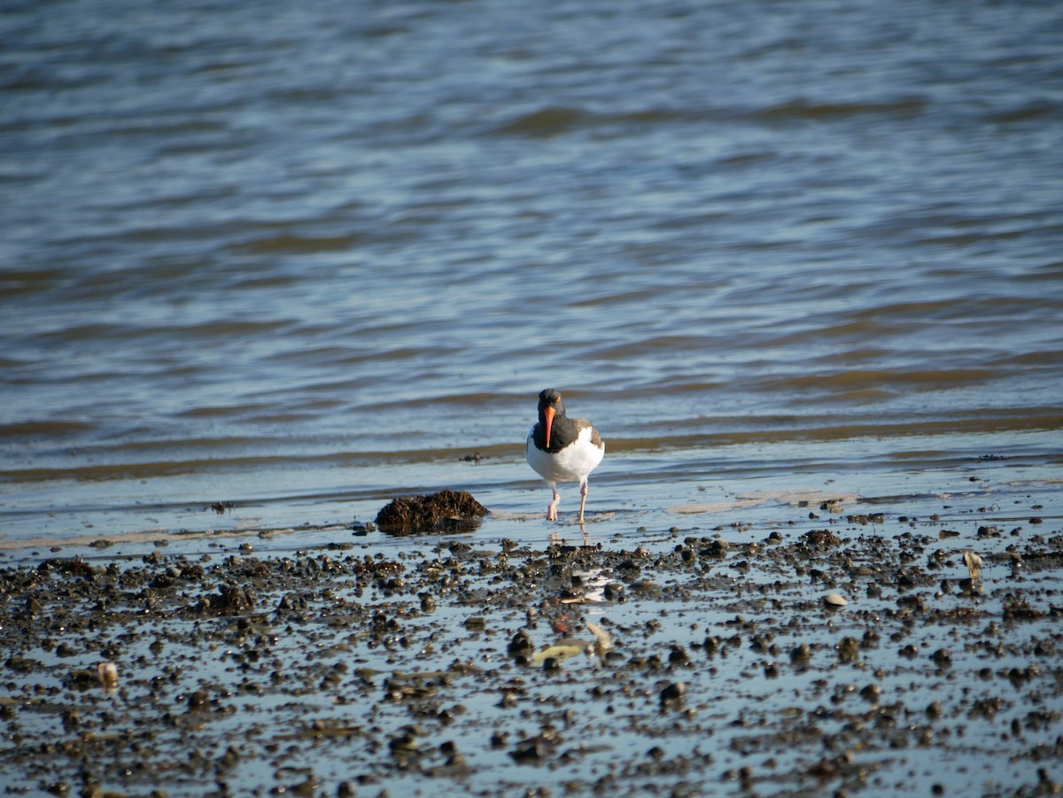 American Oystercatcher - ML619573211