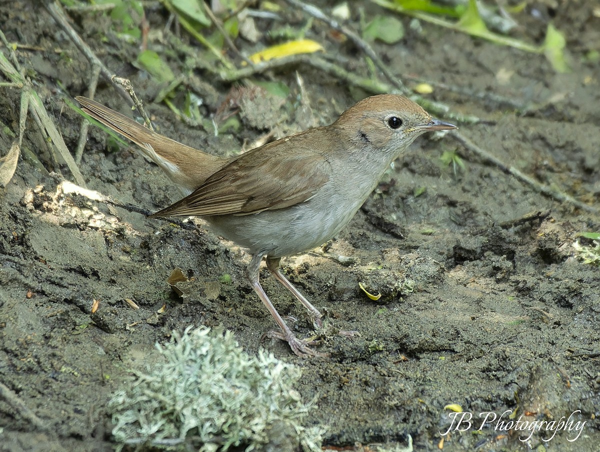 Common Nightingale - john Butters