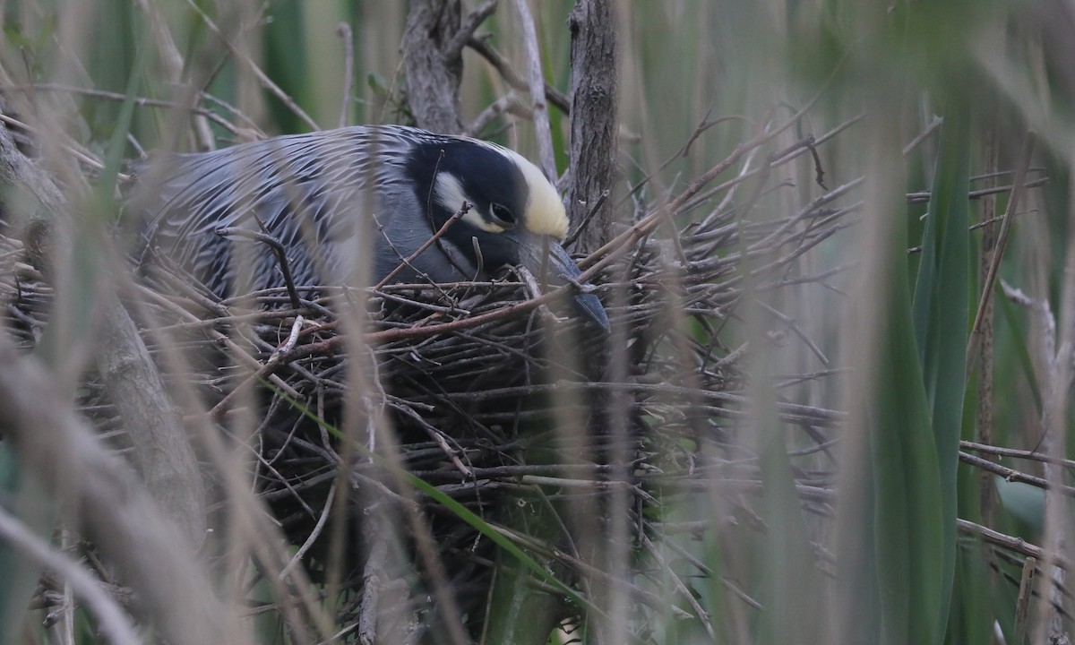 Yellow-crowned Night Heron - Ben Barkley