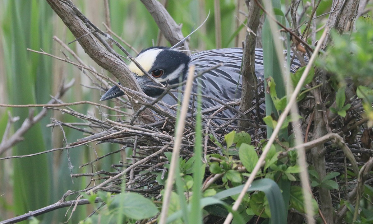 Yellow-crowned Night Heron - Ben Barkley