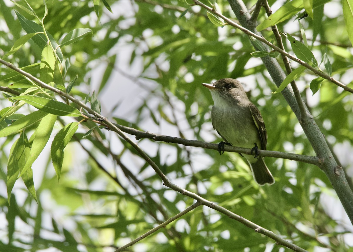 Willow Flycatcher - Kanayo Rolle