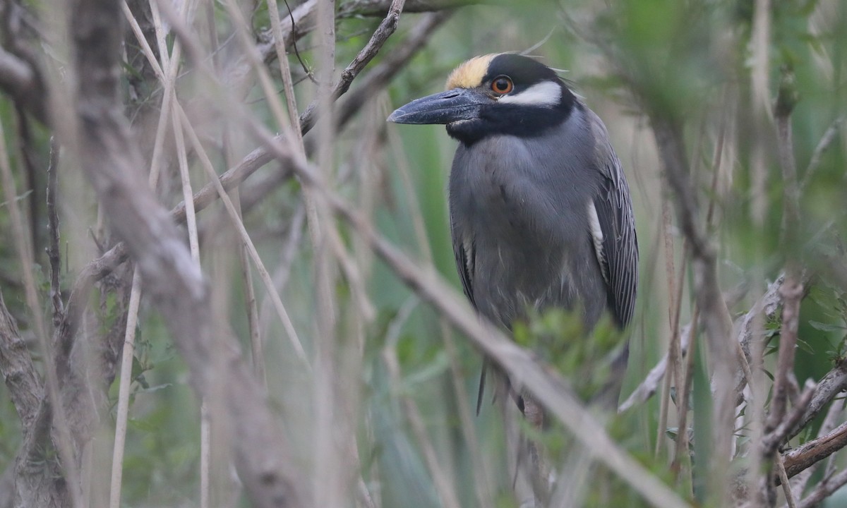 Yellow-crowned Night Heron - Ben Barkley