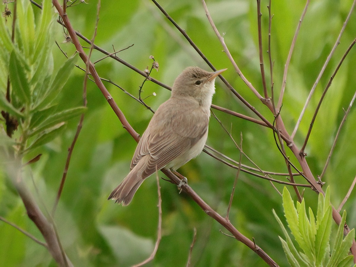 Eastern Olivaceous Warbler - Andrew Pryce