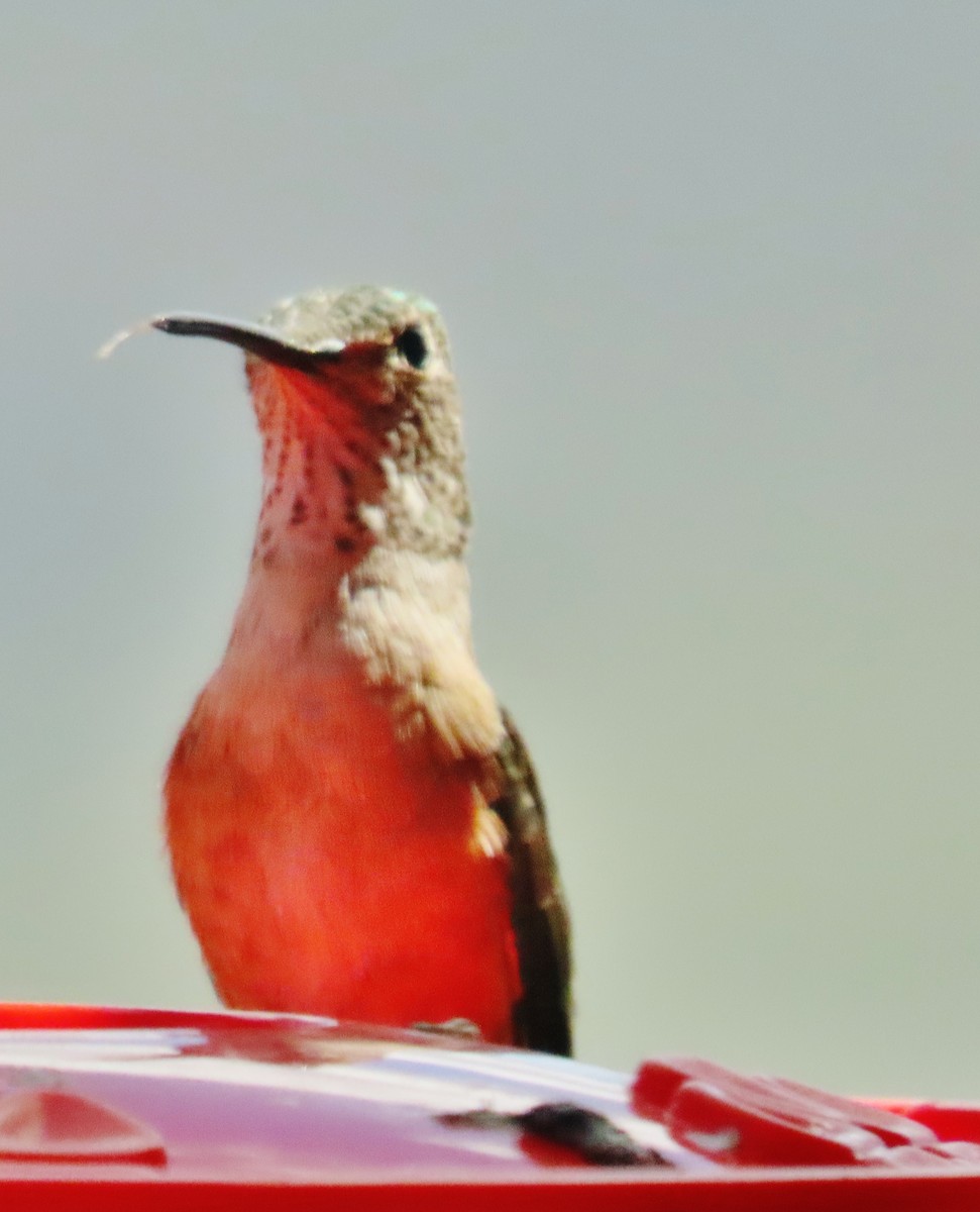 Broad-tailed Hummingbird - peter weber