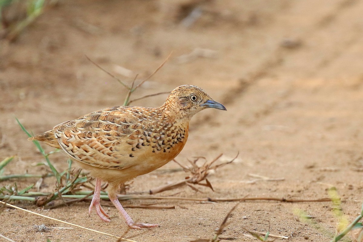 Small Buttonquail - Gilles Delforge