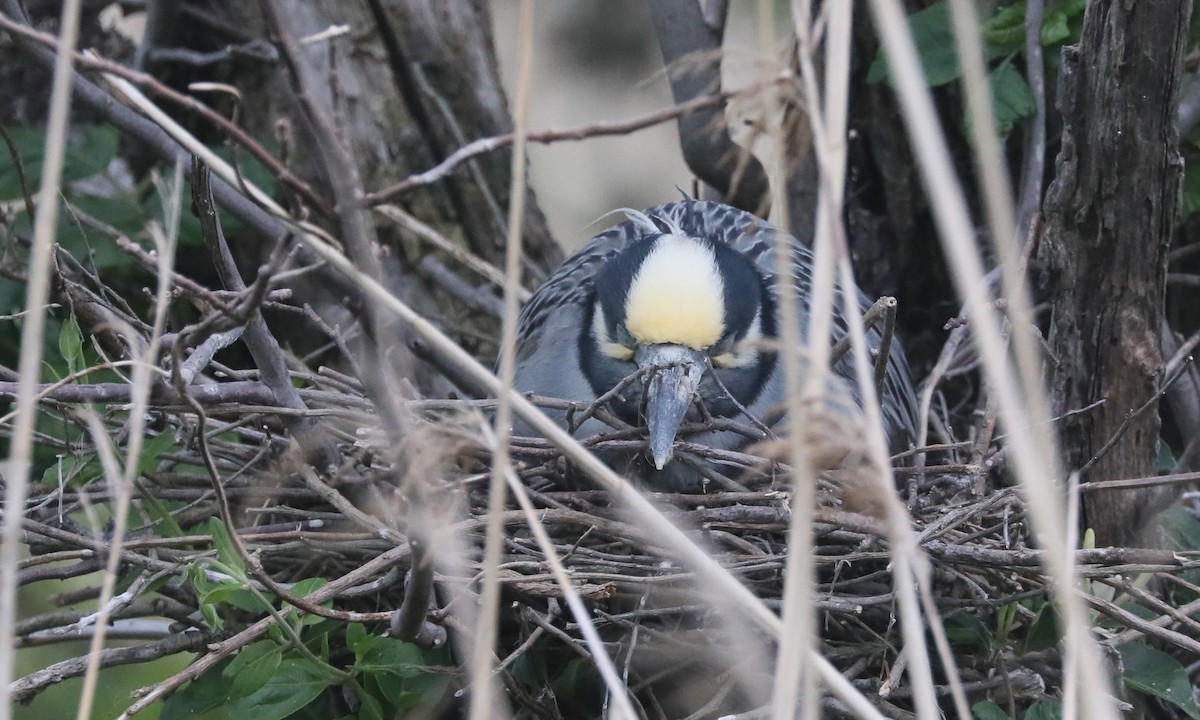 Yellow-crowned Night Heron - Ben Barkley