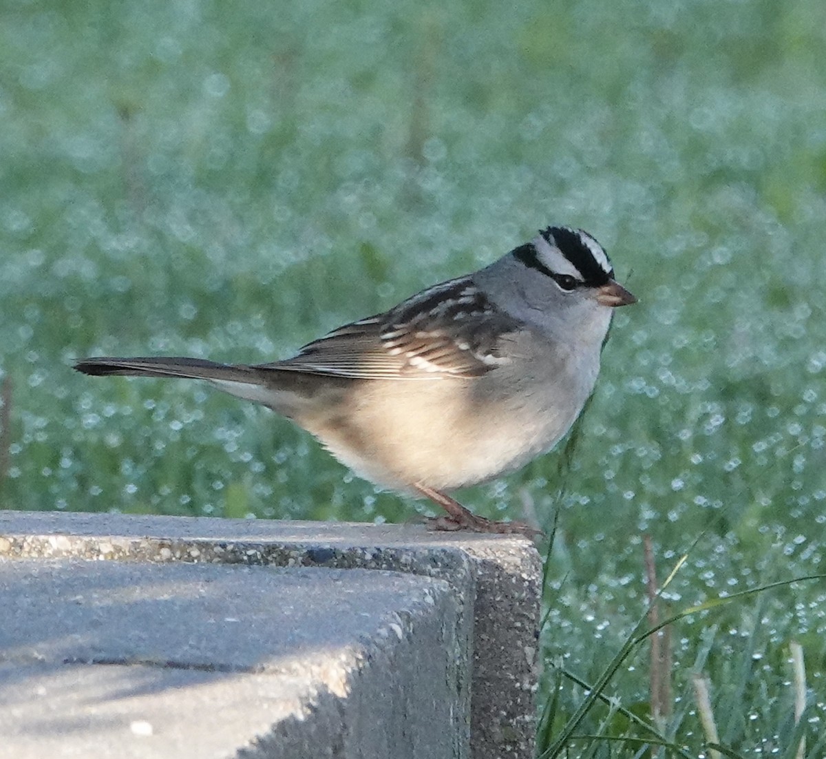 White-crowned Sparrow - ML619573236