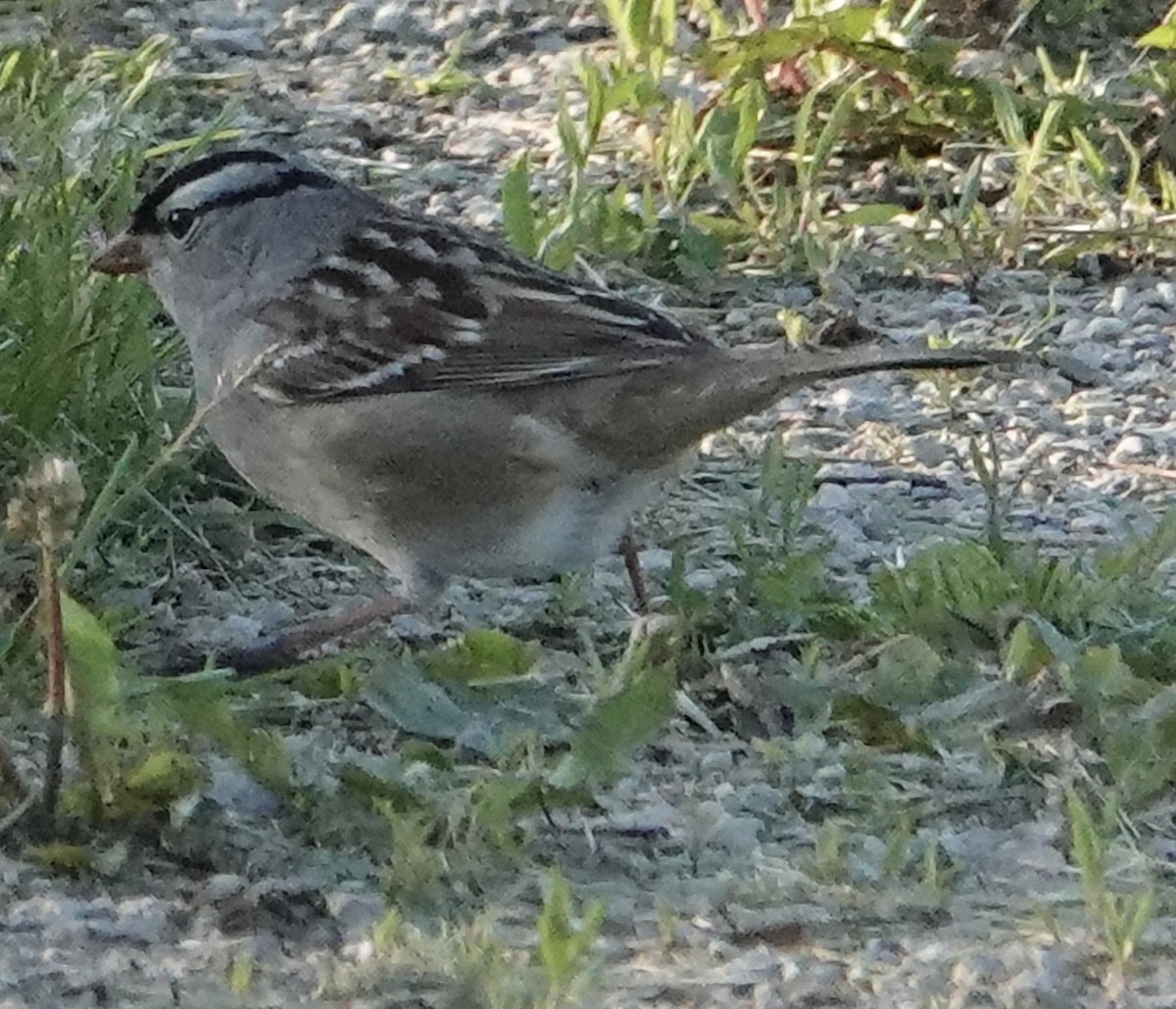 White-crowned Sparrow - ML619573237