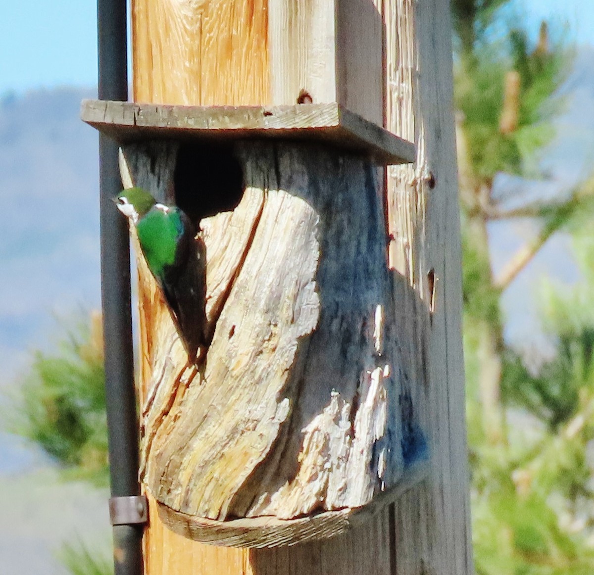 Violet-green Swallow - peter weber