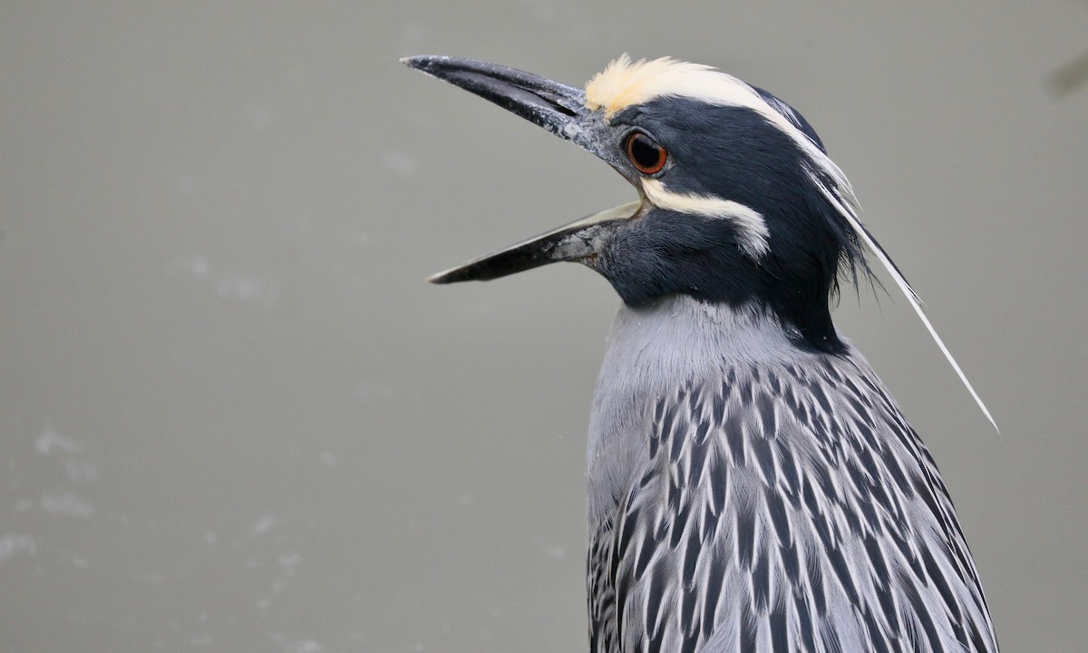 Yellow-crowned Night Heron - Ben Barkley