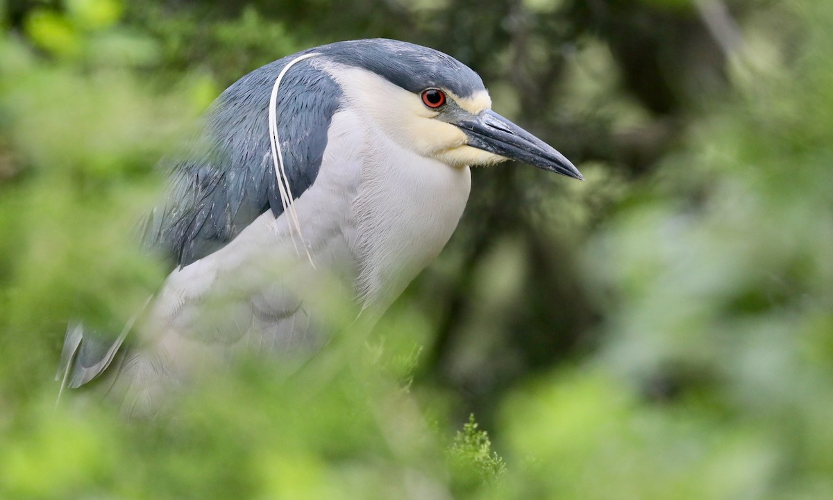 Black-crowned Night Heron - Ben Barkley