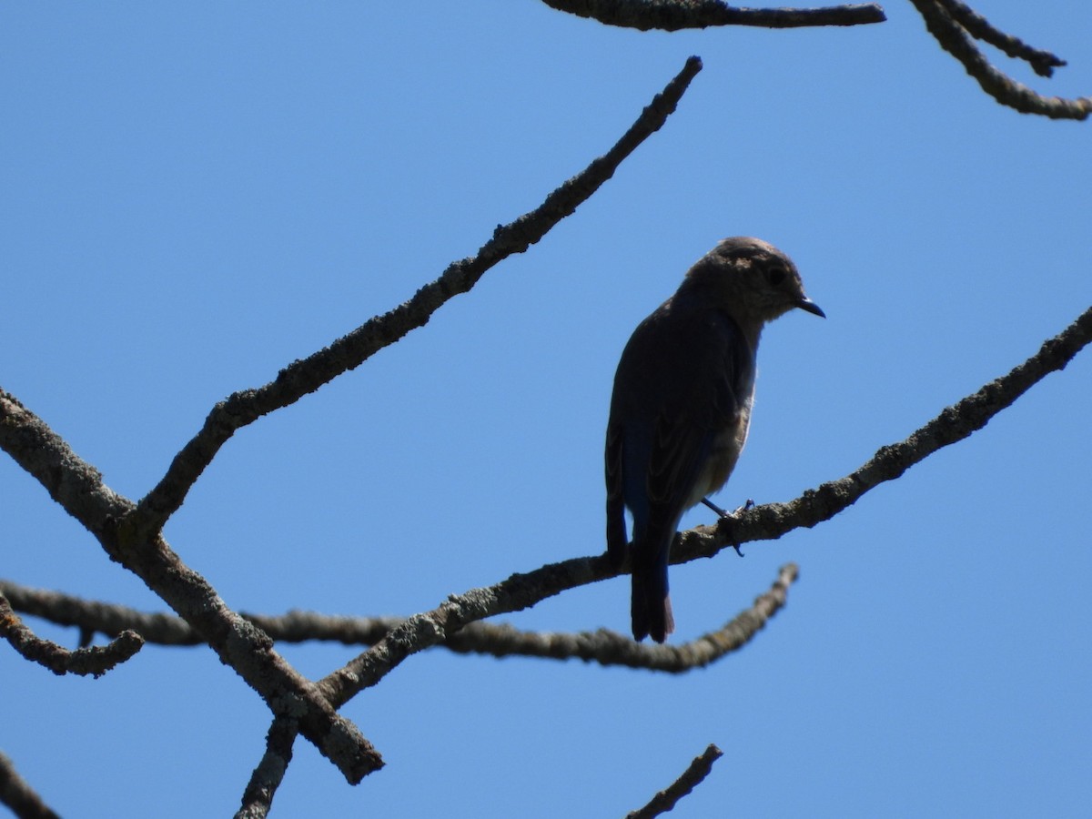 Eastern Bluebird - Kassie Slotty