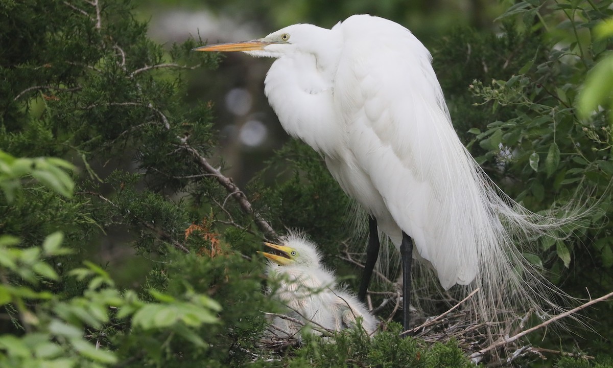 Great Egret - Ben Barkley