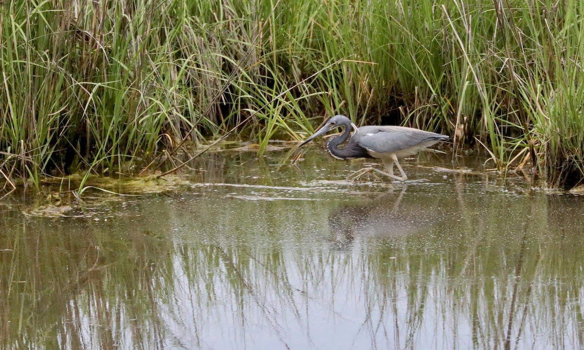 Tricolored Heron - Ben Barkley