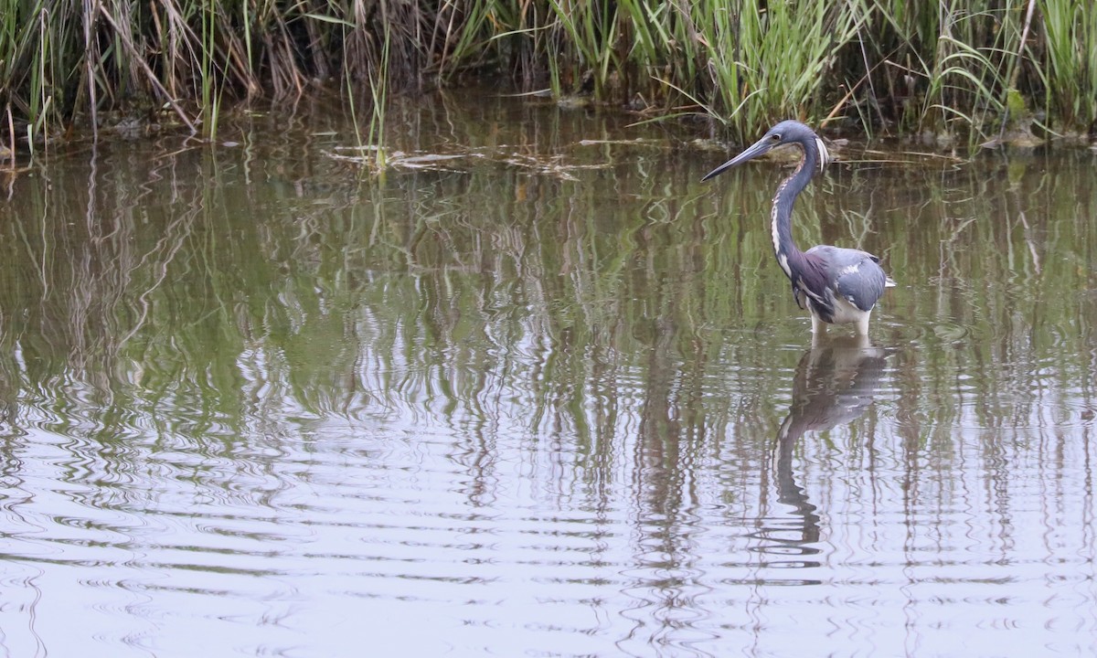 Tricolored Heron - Ben Barkley